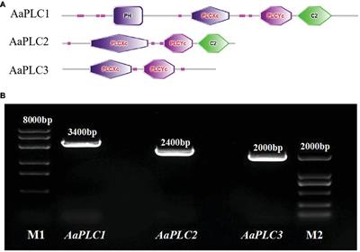 Phospholipase C From Alternaria alternata Is Induced by Physiochemical Cues on the Pear Fruit Surface That Dictate Infection Structure Differentiation and Pathogenicity